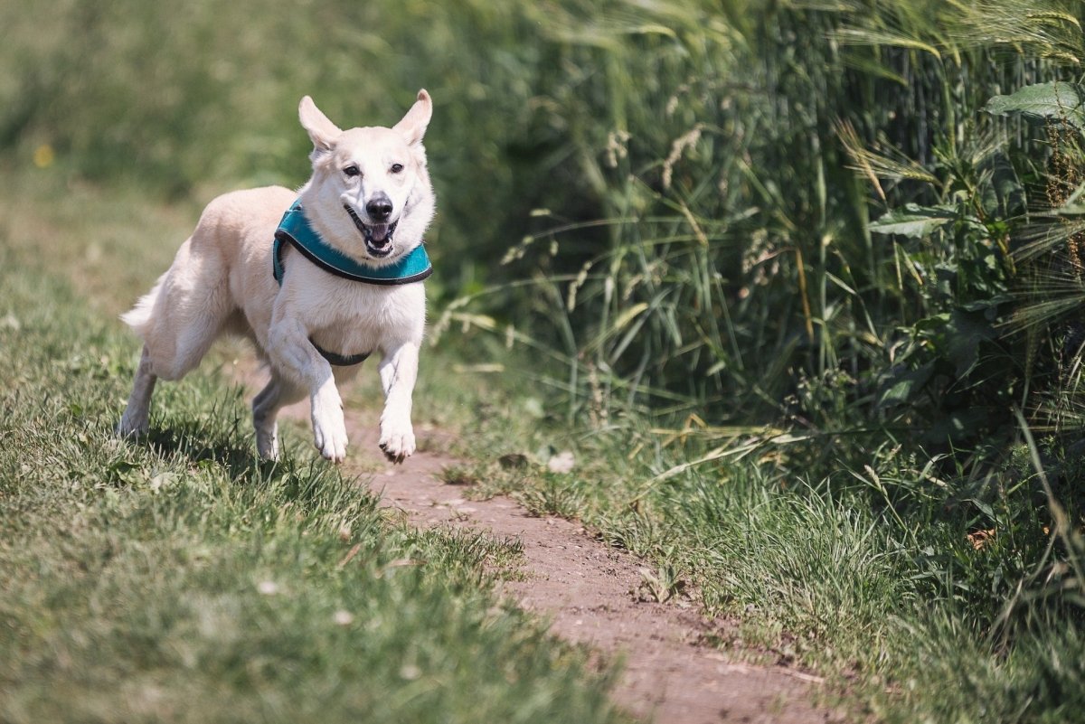 How Much Exercise Does My Dog Need? - Canine Culture