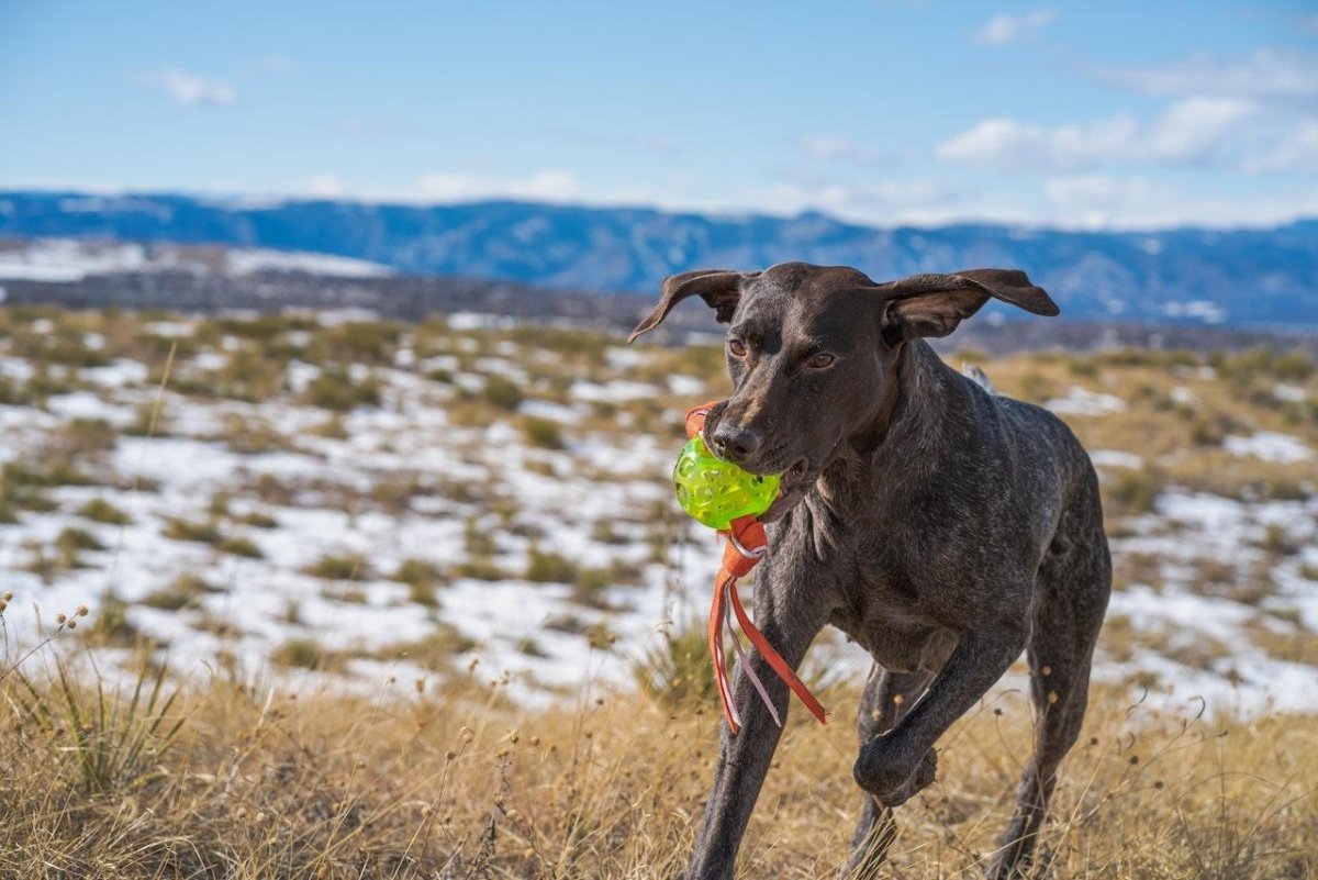 How to Keep Your Dog Fit and Healthy - Canine Culture