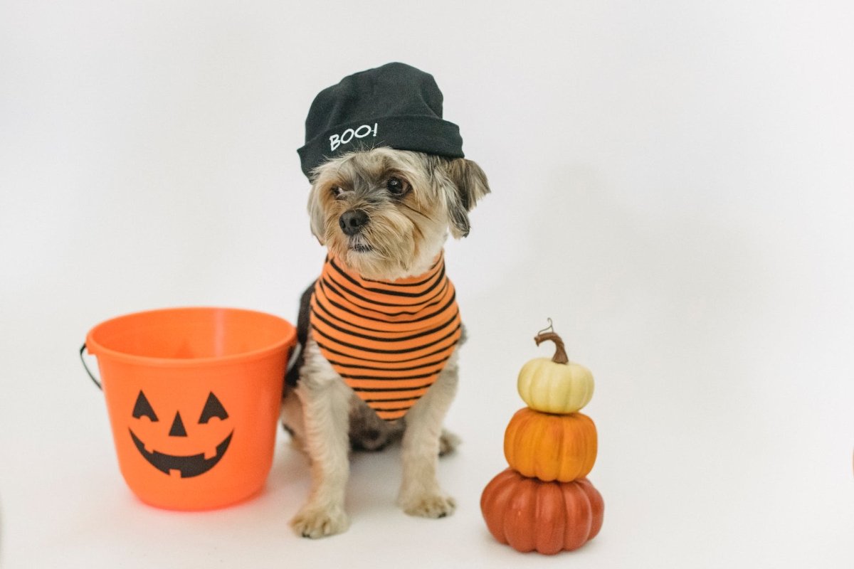 How to Prep Your Pooch for Trick or Treaters - Canine Culture
