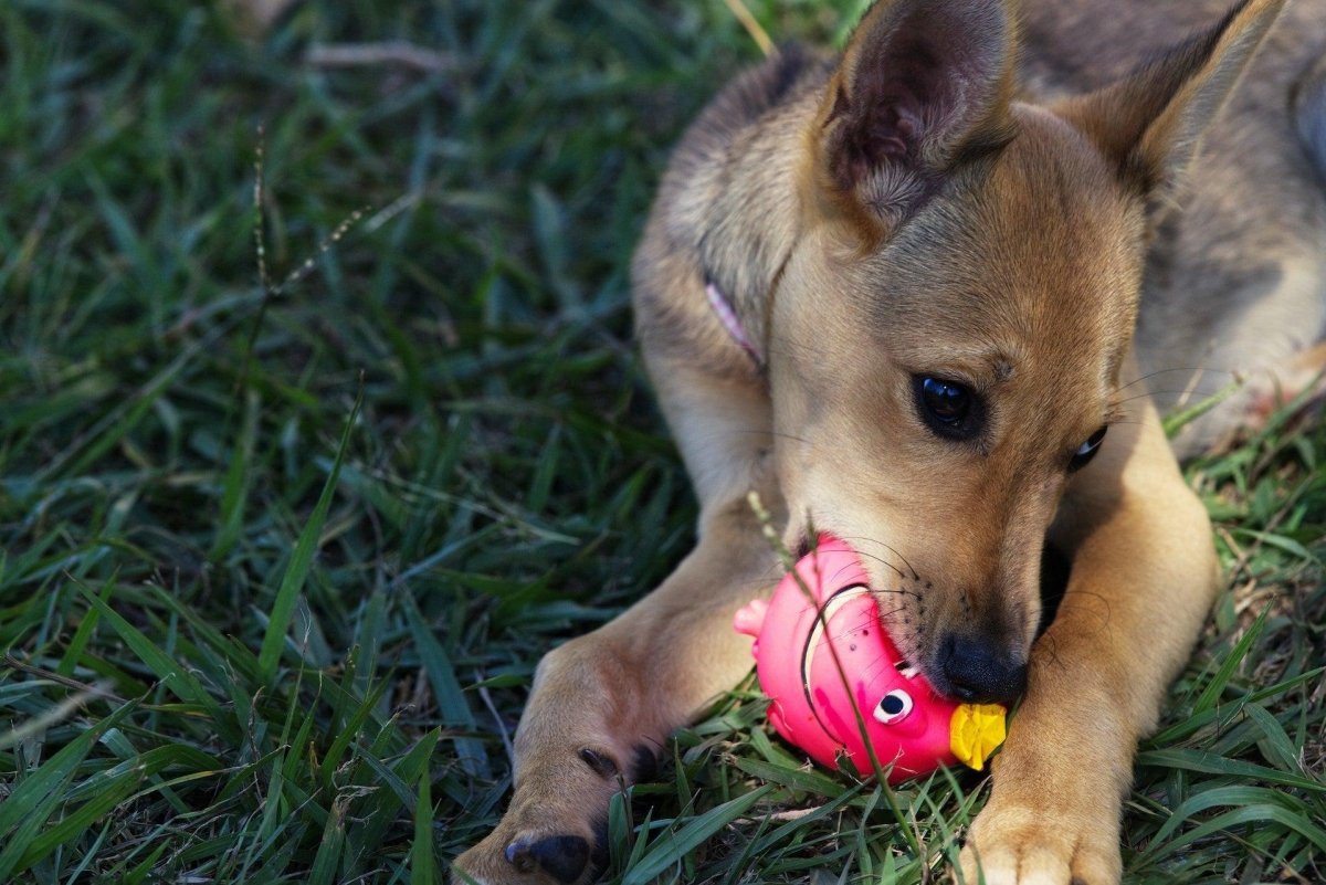 How Your Dog Benefits From Chewing - Canine Culture