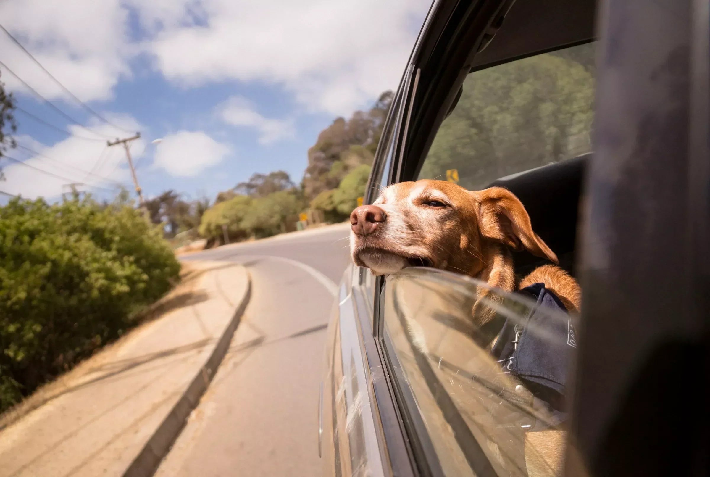 How Long Can a Dog Travel in a Car? (Break Times Guide)