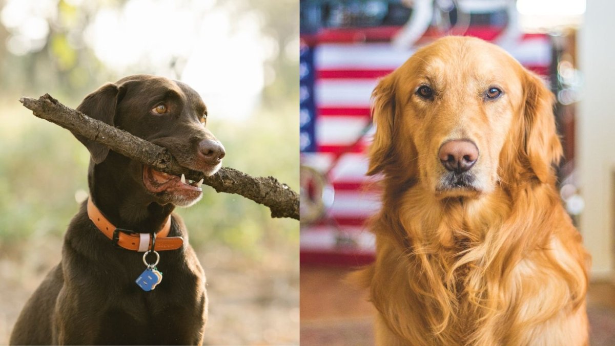 Labrador vs Golden Retriever: What Sets Them Apart? - Canine Culture