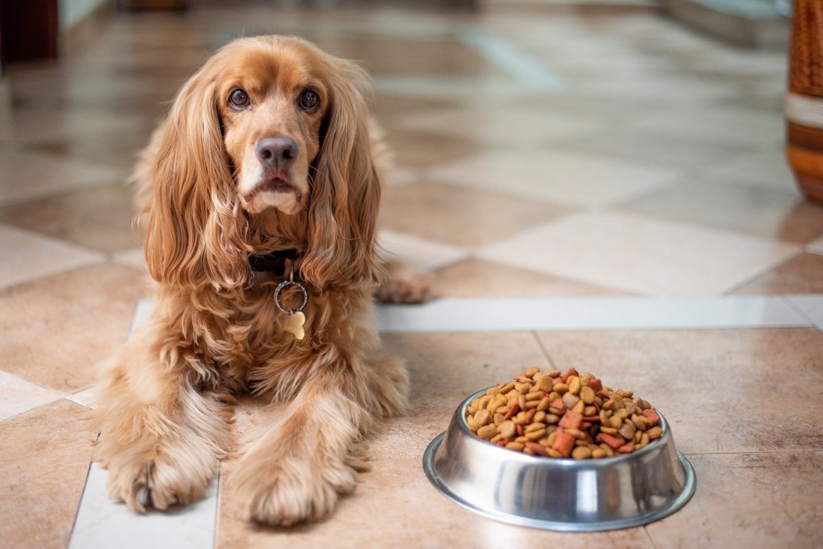 Raw Food vs Kibble: Which is Better? - Canine Culture