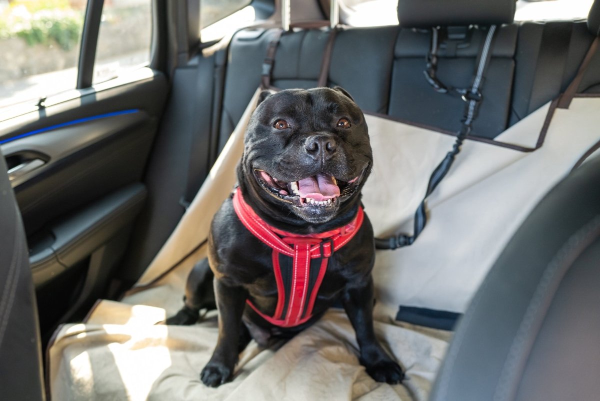Seat Savers or Just Extra Hassle? Are Rear Car Seat Covers Worth It? - Canine Culture