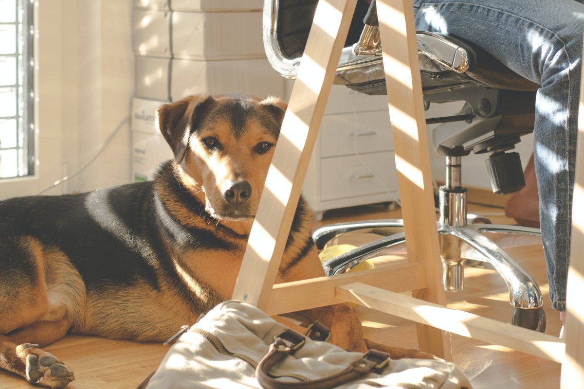 The Ultimate Guide to Dog-Proofing Your Home - Canine Culture