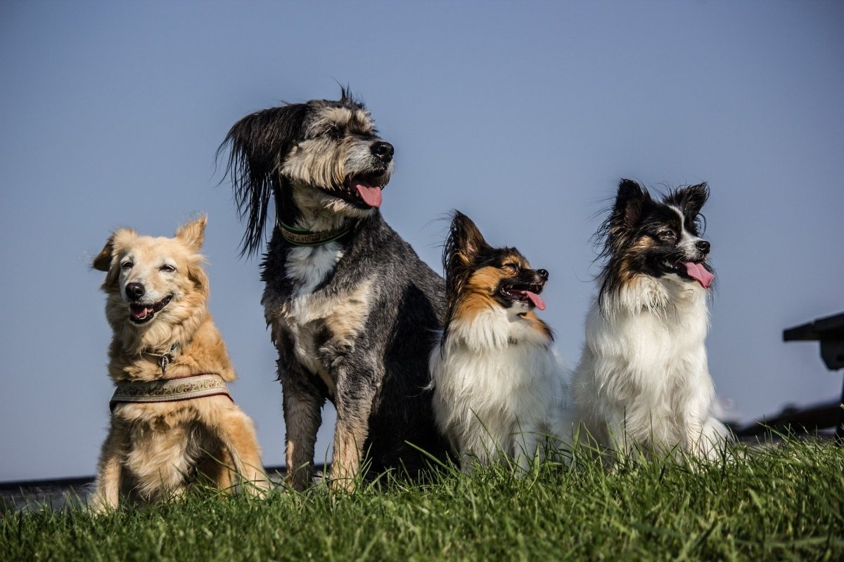 What Dog Breed Am I? - Canine Culture