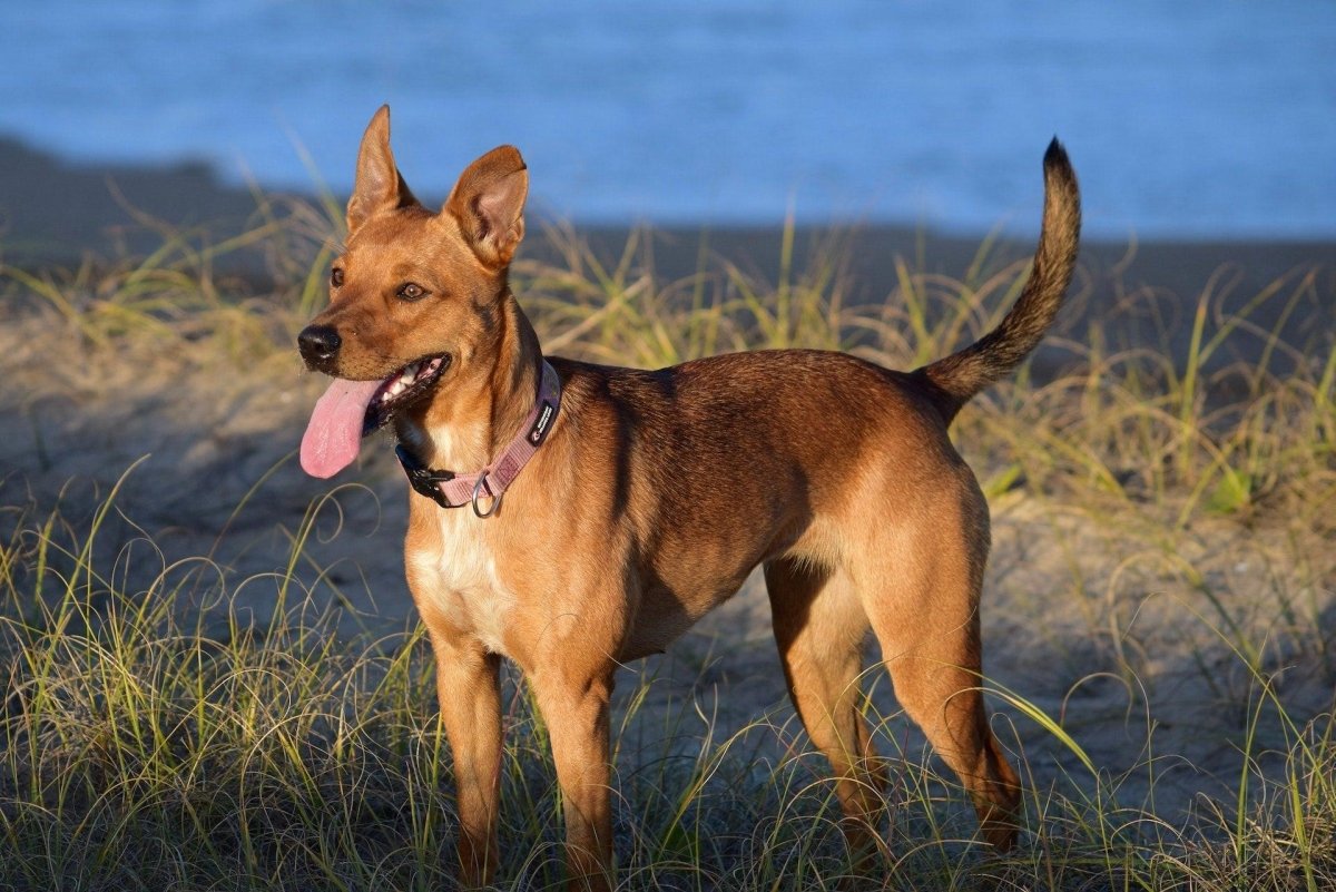 Which Dog Breeds Live the Longest? - Canine Culture