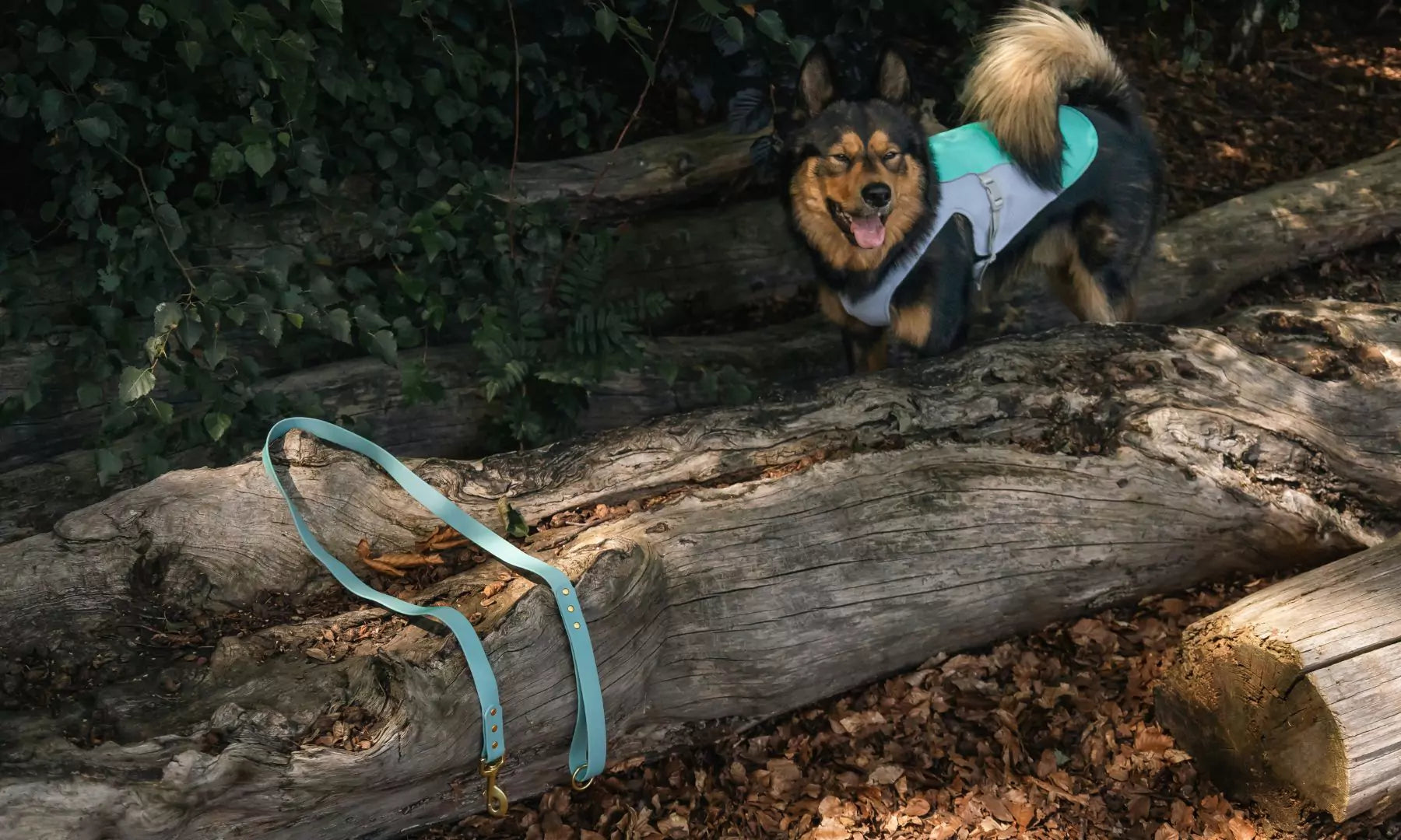 What’s the Best Leash Length for Dog Walks Canine Culture