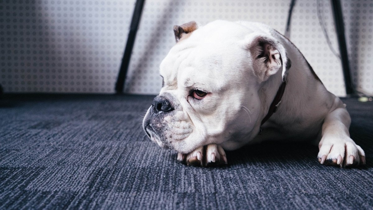 Why You Shouldn't Yell at Your Dog - Canine Culture