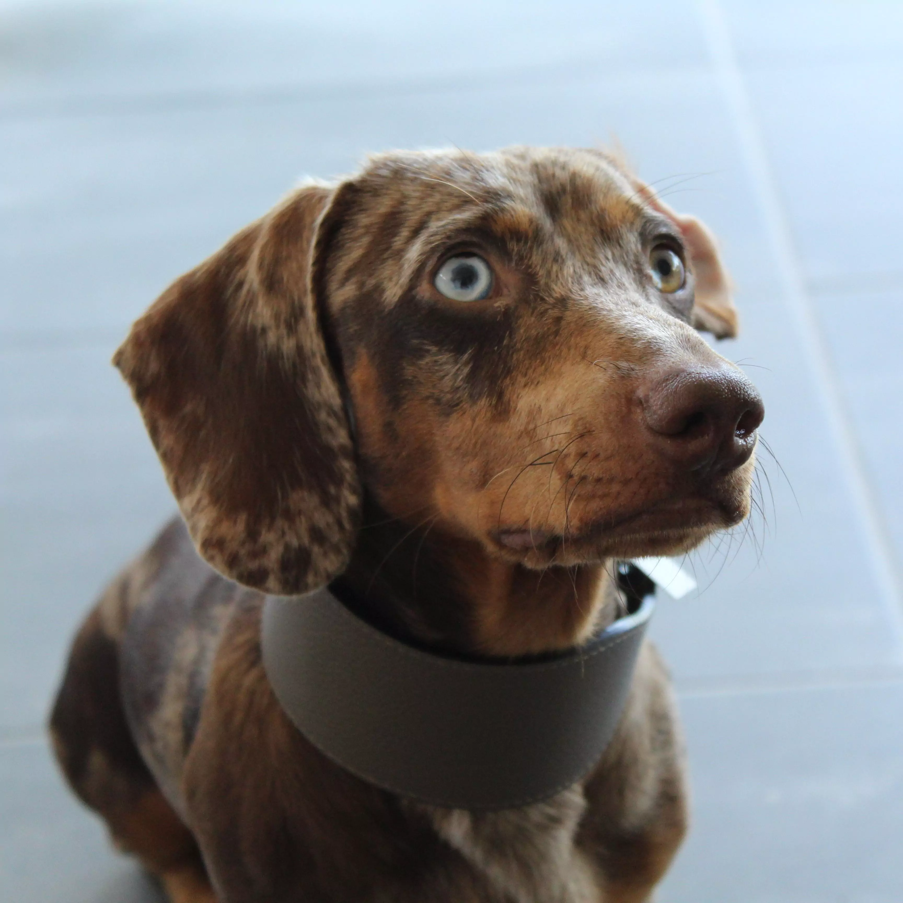 DOG COLLARS CANINE CULTURE