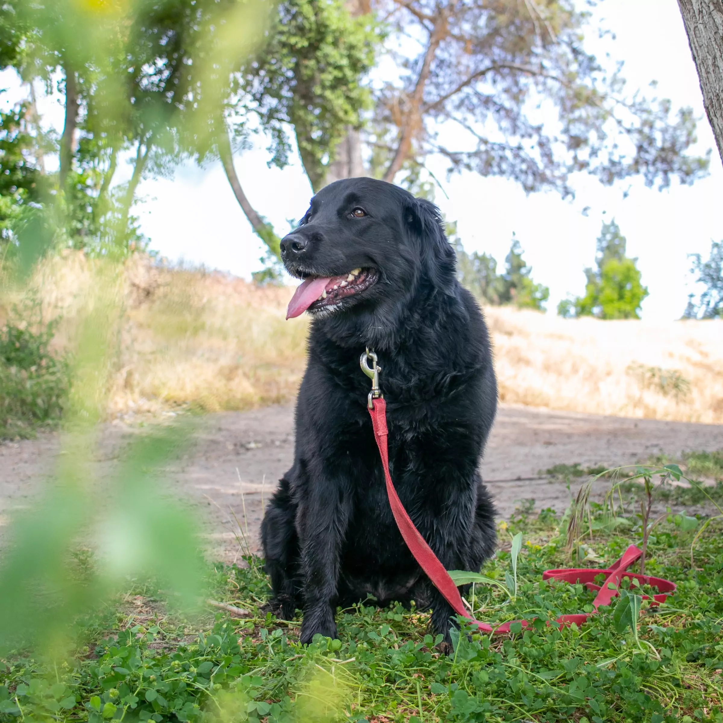 canine culture dog leashes
