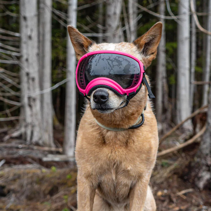 dog goggles canine culture
