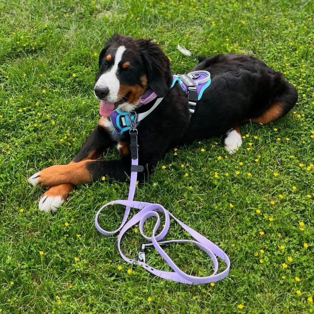 CANINE CULTURE CUSTOM DOG HARNESS