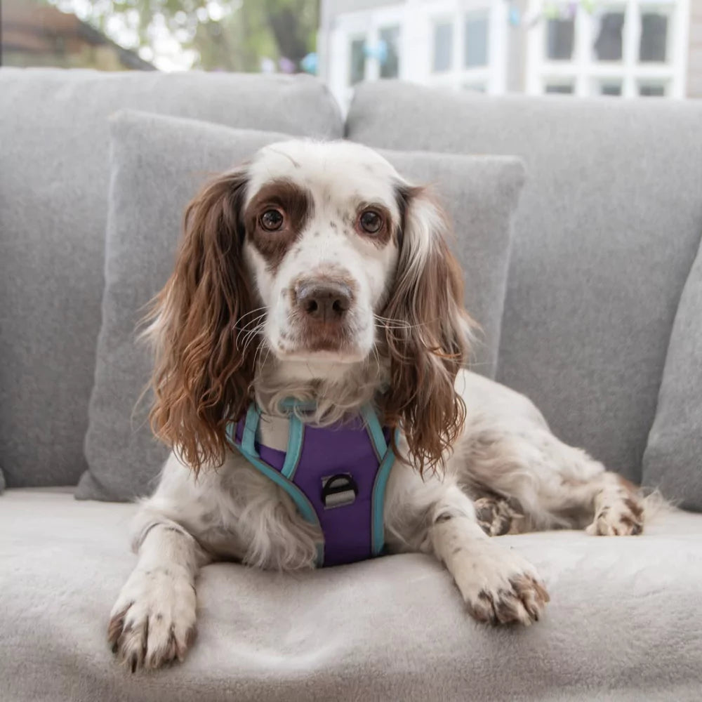 purple CANINE CULTURE CUSTOM DOG HARNESS