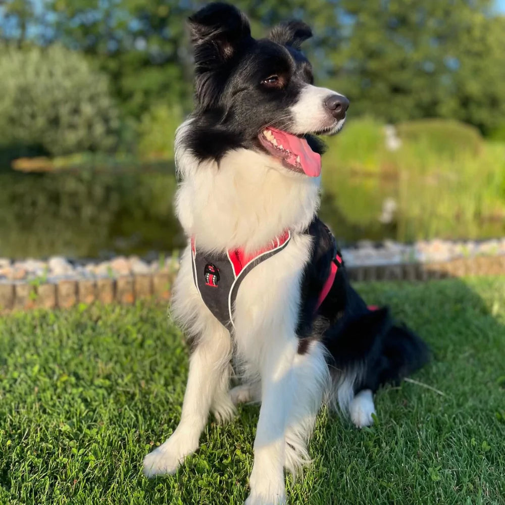 red CANINE CULTURE CUSTOM DOG HARNESS