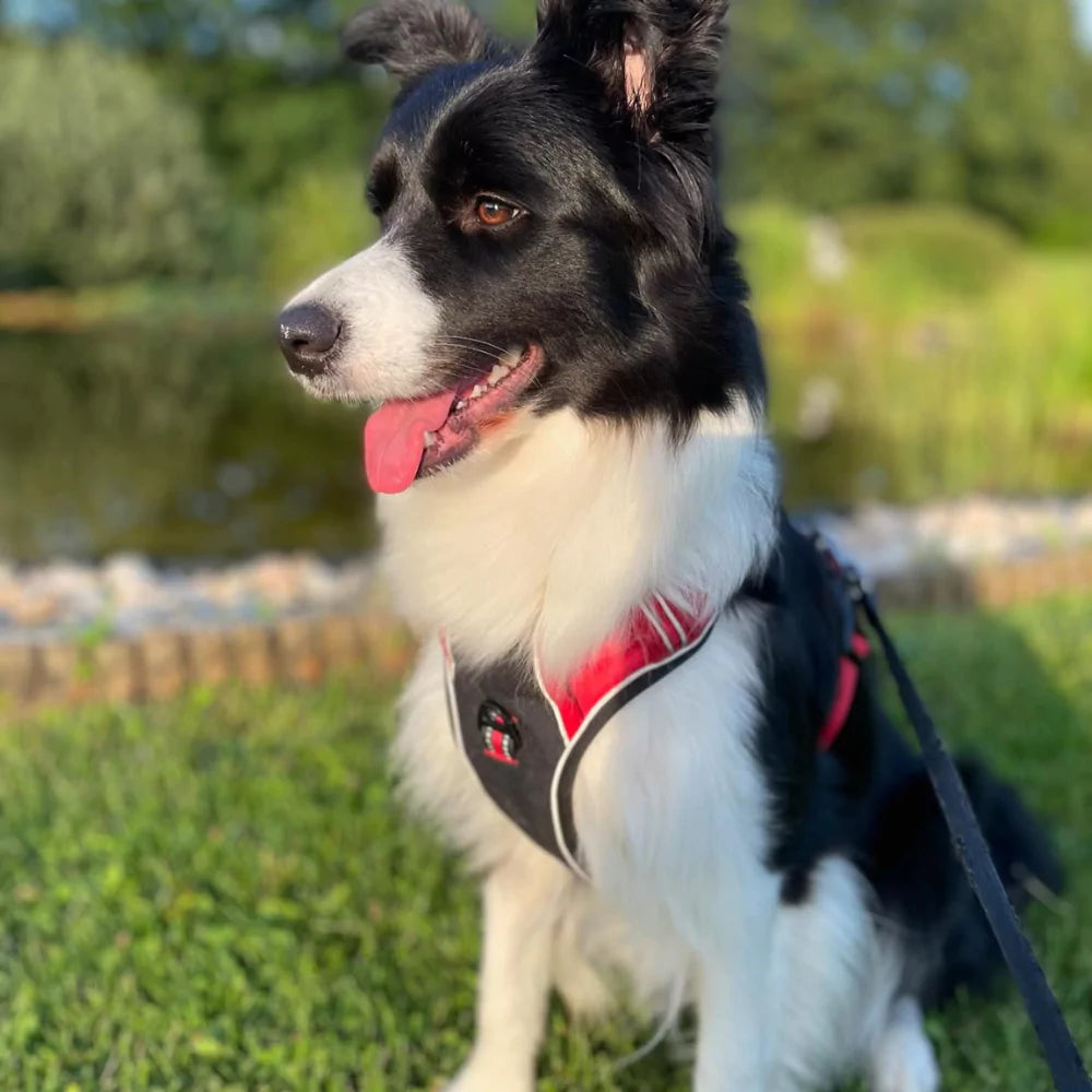 red CANINE CULTURE CUSTOM DOG HARNESS