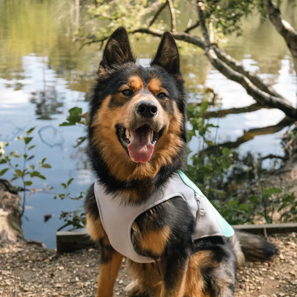 Active Cool Dog Vest Fleece Canine Culture