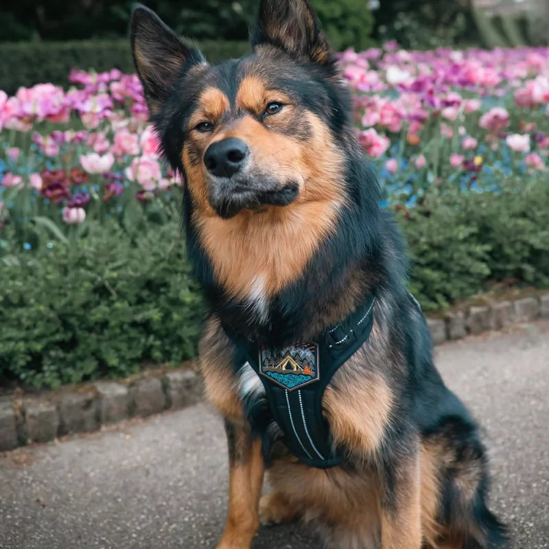 CANINE CULTURE COLLECTIONS CC VELCRO HARNESS PATCH