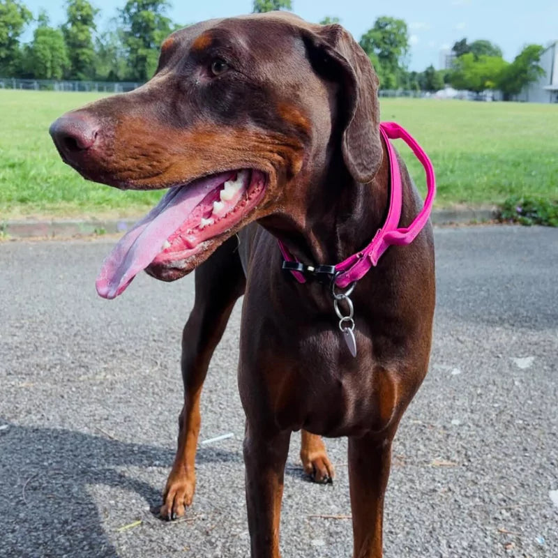 COLLARS CANINE CULTURE COLLECTIONS CC