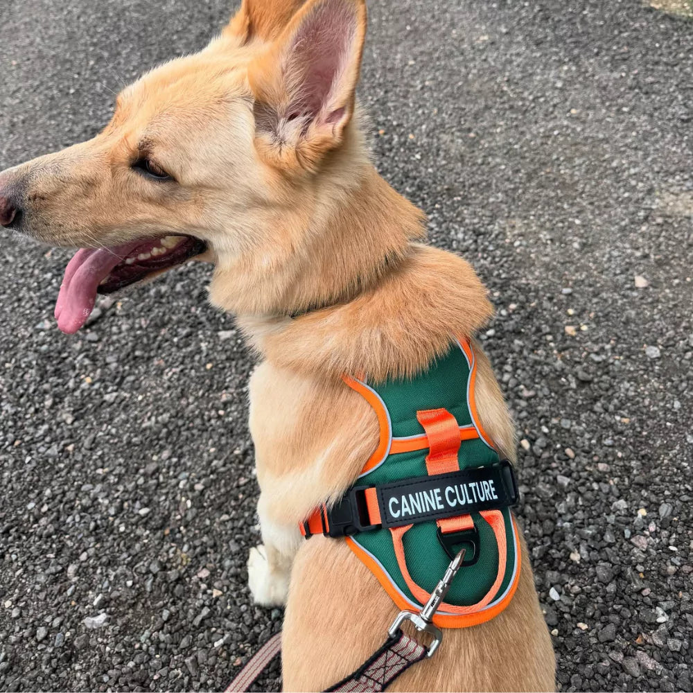 CANINE CULTURE CUSTOM DOG HARNESS