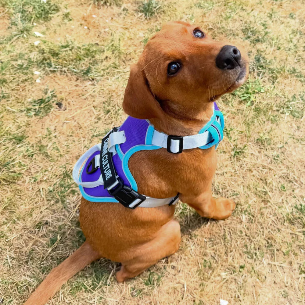 CANINE CULTURE CUSTOM DOG HARNESS