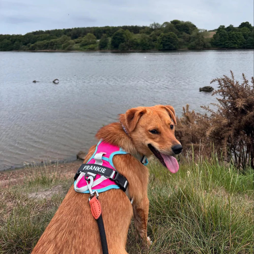 pink CANINE CULTURE CUSTOM DOG HARNESS