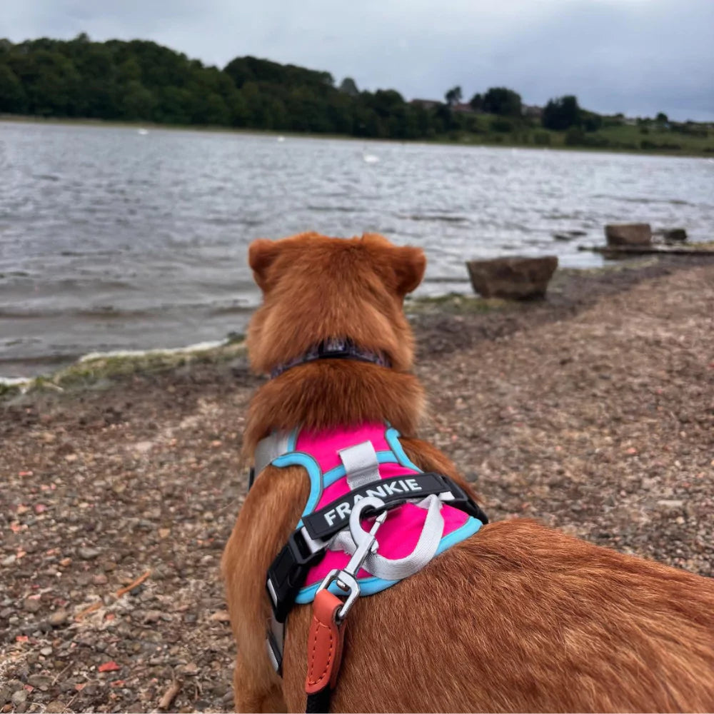 pink CANINE CULTURE CUSTOM DOG HARNESS