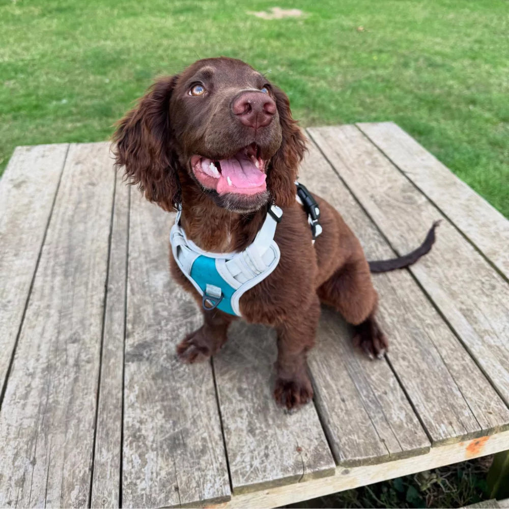 Cyan Gray Custom Canine Dog Y Harness | 2TLE