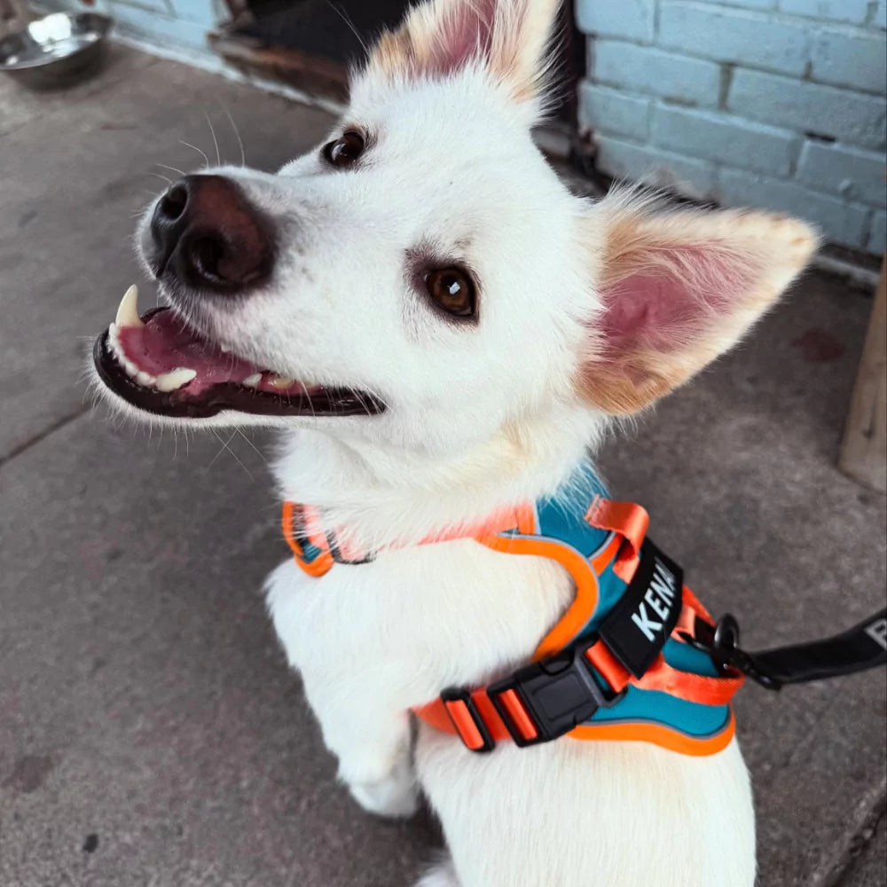 CUSTOM DOG HARNESS CANINE CULTURE