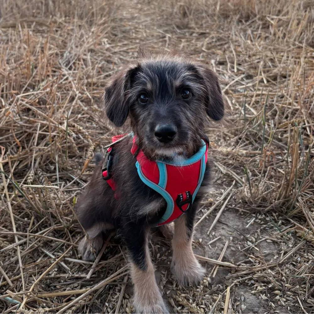 red CANINE CULTURE CUSTOM DOG HARNESS