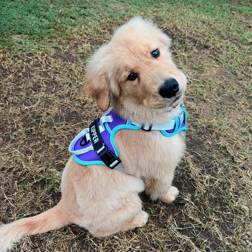CANINE CULTURE CUSTOM DOG HARNESS