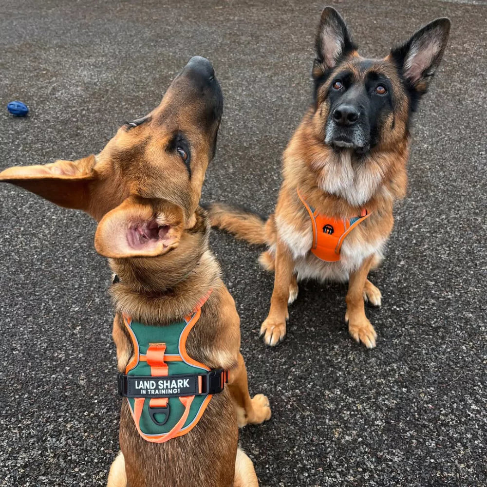 CANINE CULTURE CUSTOM DOG HARNESS