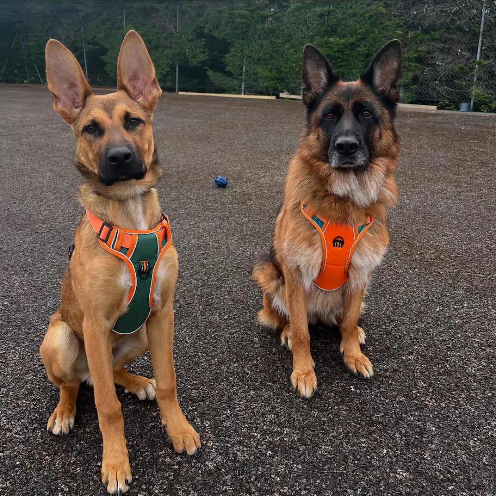 Orange Cyan Custom Canine Dog Y Harness | 2TLE