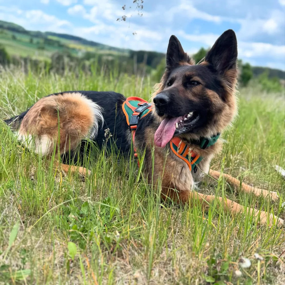 CUSTOM DOG HARNESS CANINE CULTURE