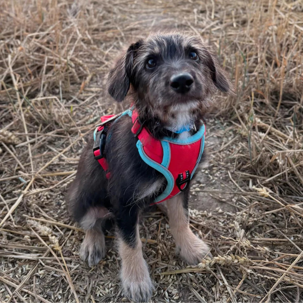 red CANINE CULTURE CUSTOM DOG HARNESS