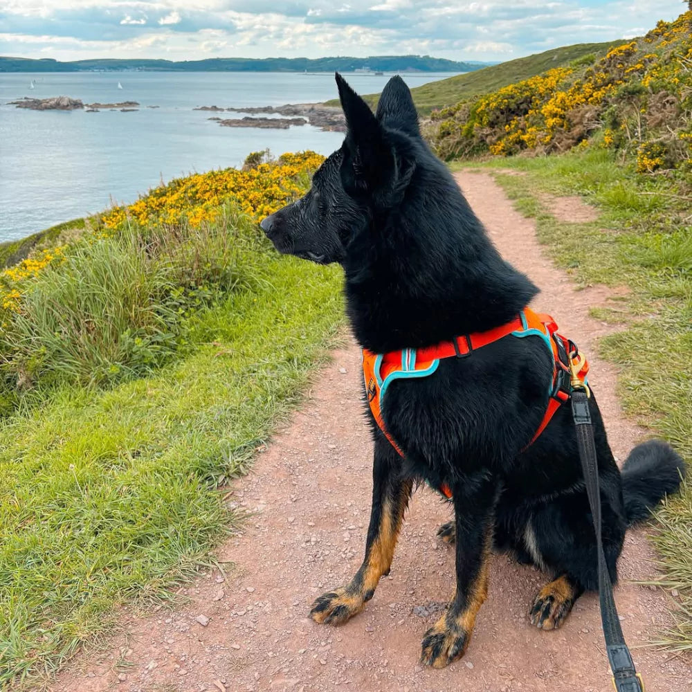 Orange Cyan Custom Canine Dog Y Harness | 2TLE