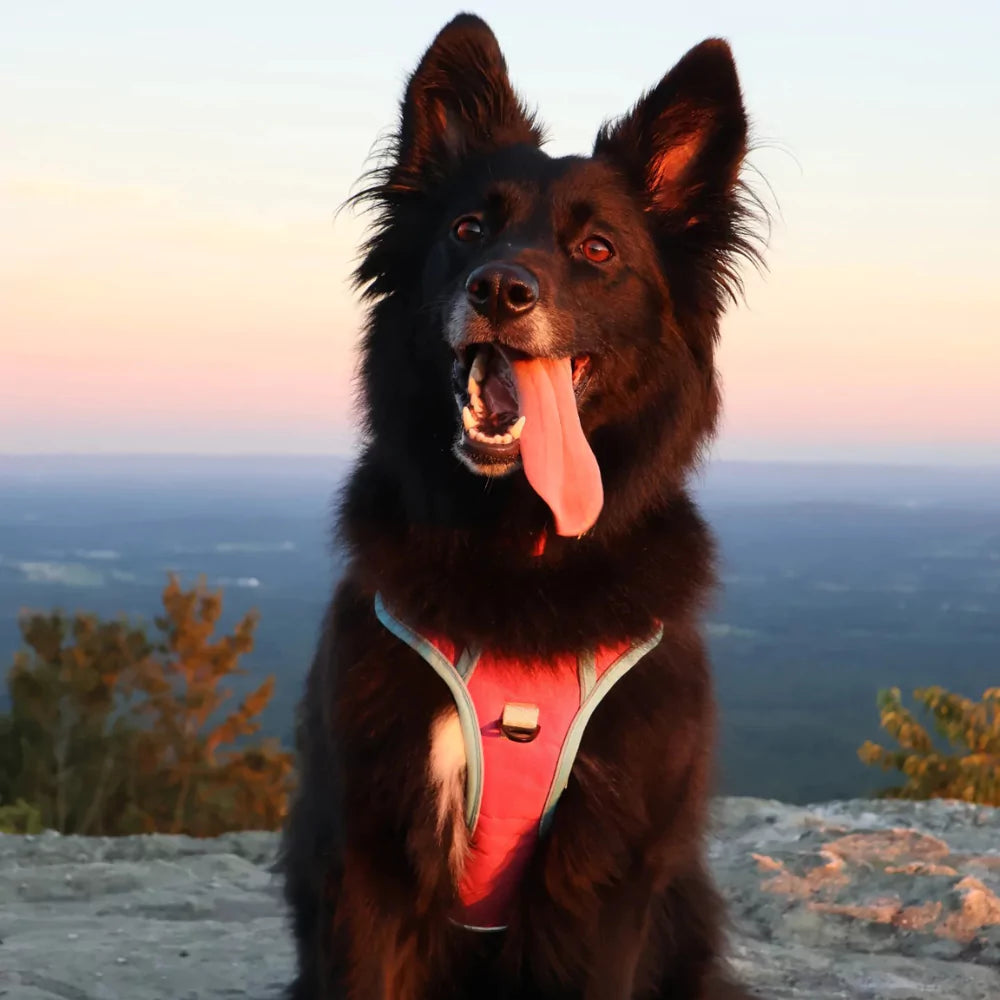pink CANINE CULTURE CUSTOM DOG HARNESS