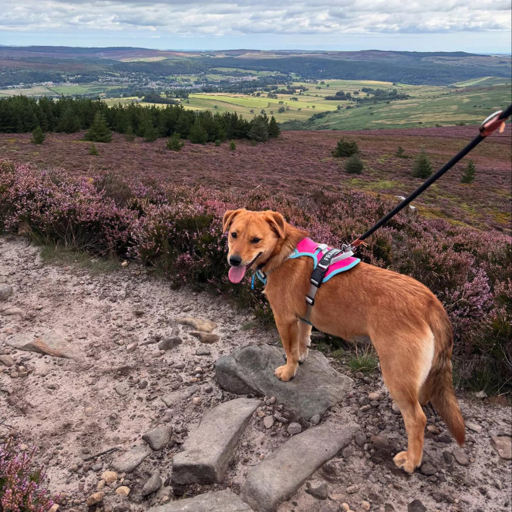 pink CANINE CULTURE CUSTOM DOG HARNESS