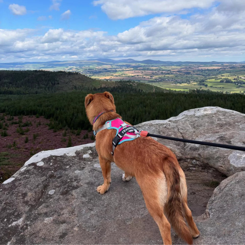 pink CANINE CULTURE CUSTOM DOG HARNESS