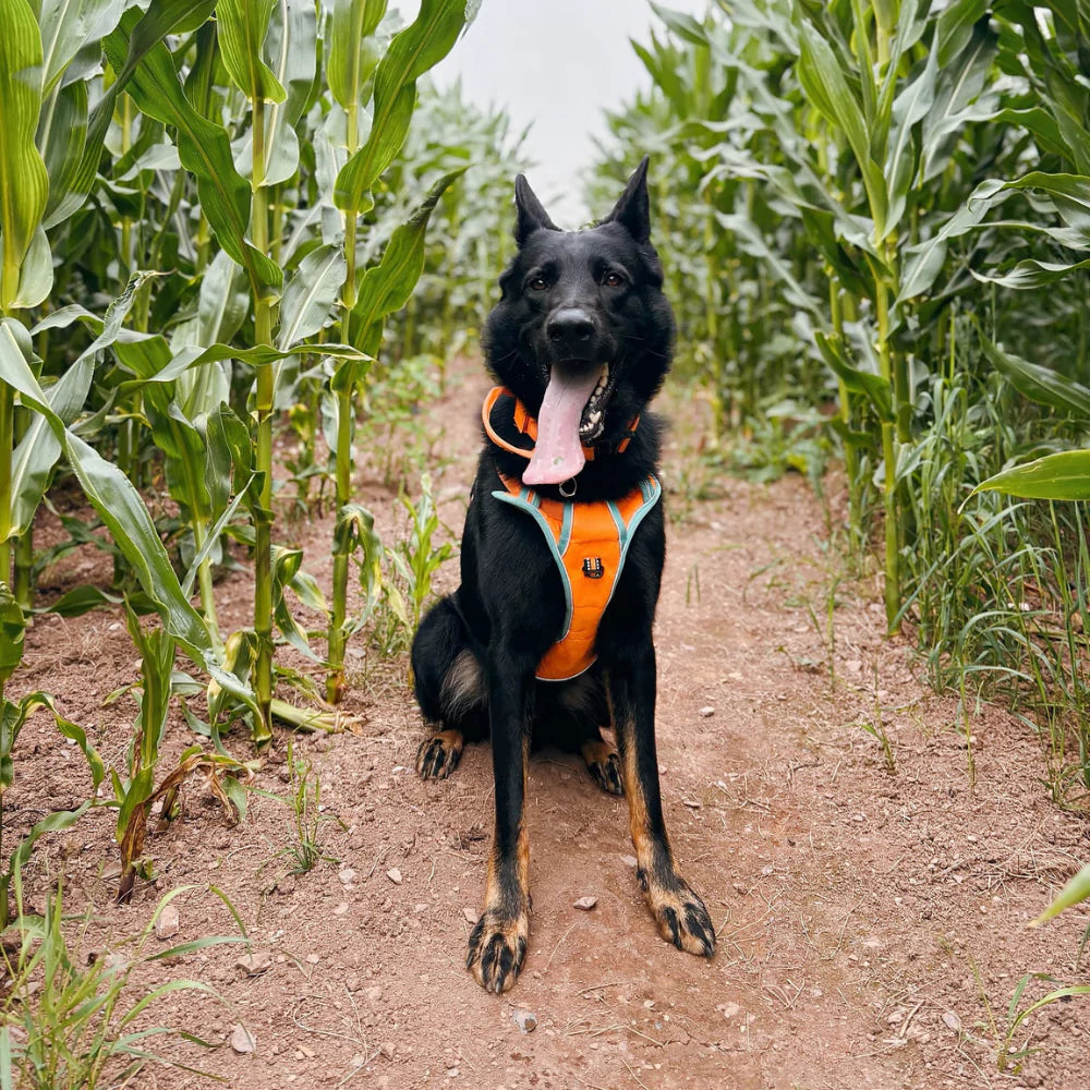 CANINE CULTURE CUSTOM DOG HARNESS