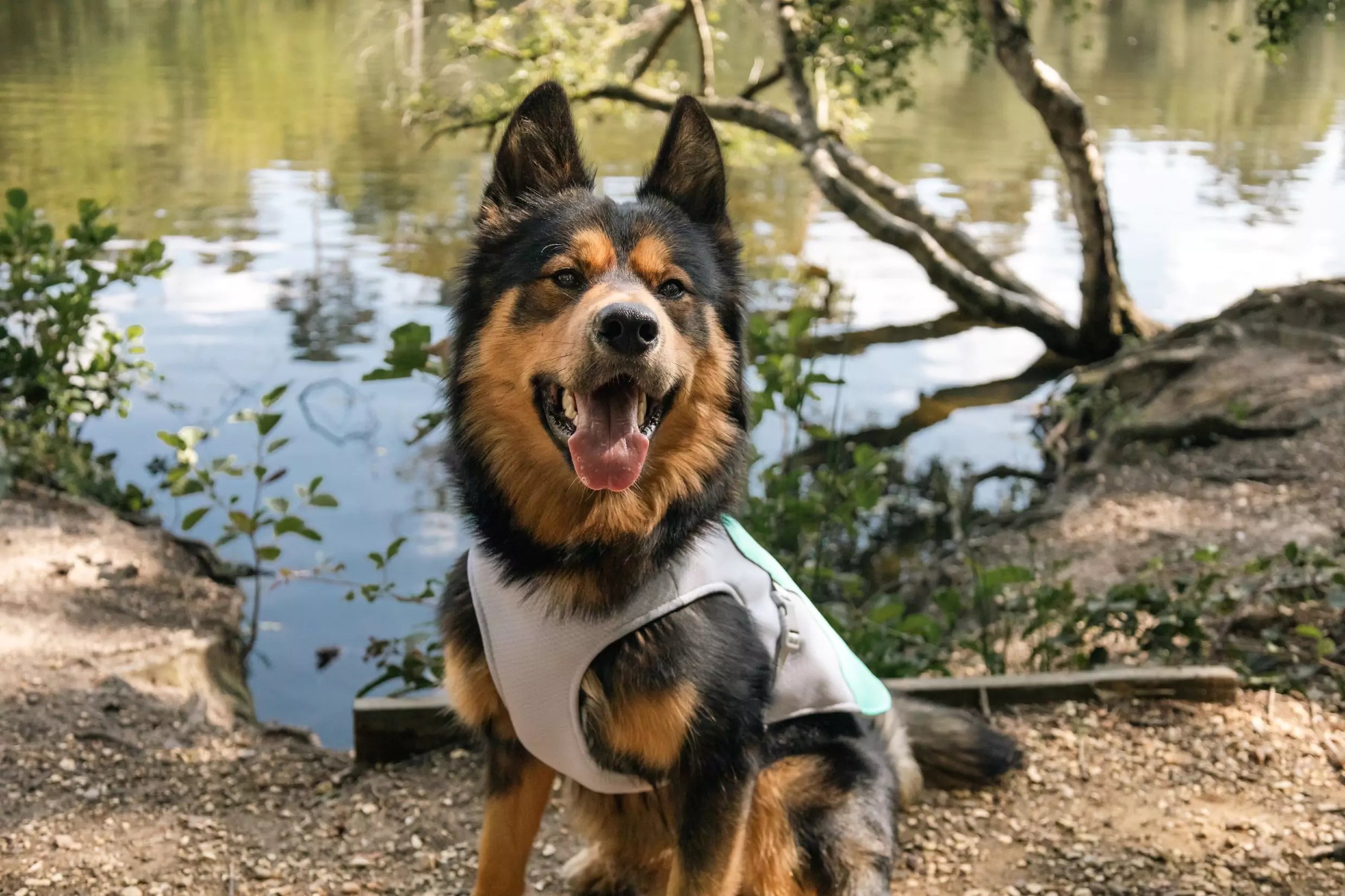 CANINE CULTURE DOG ACCESSORIES BRAND (1)