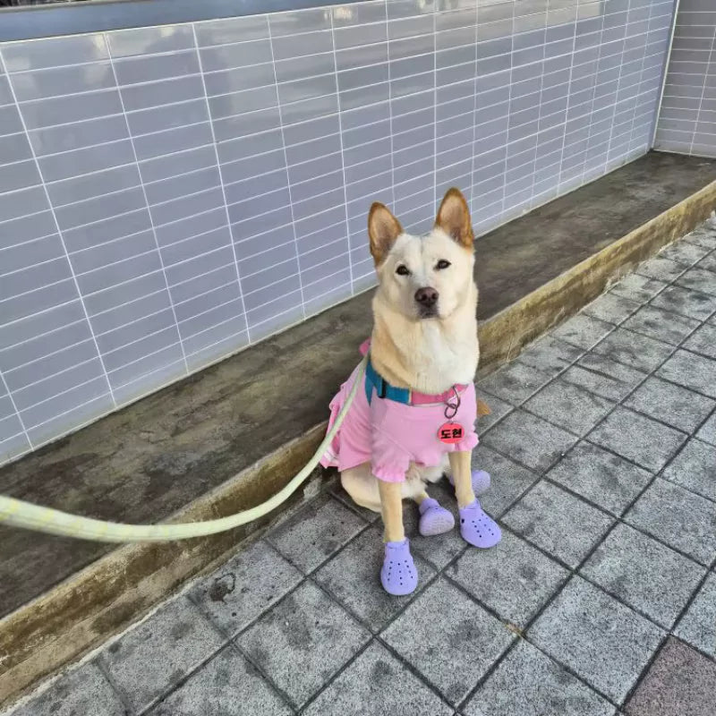 Dog wearing a pink outfit and purple shoes standing on a sidewalk.