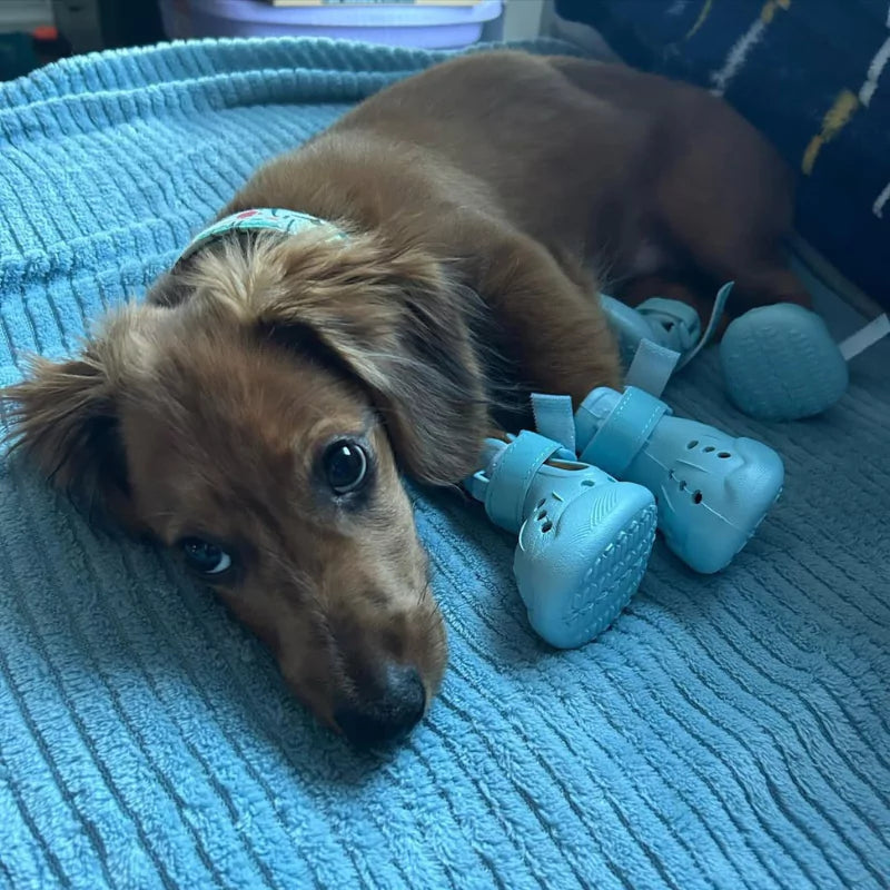 CANINE CULTURE DOG CLOGS CROCS DOG SHOES