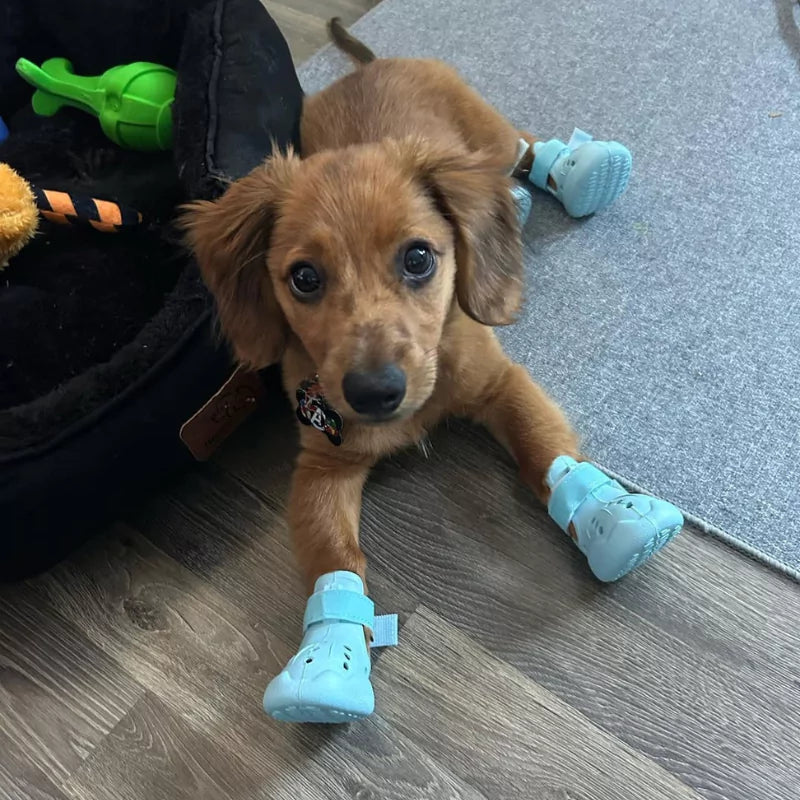 Dog wearing blue booties on a wooden floor with toys in the background