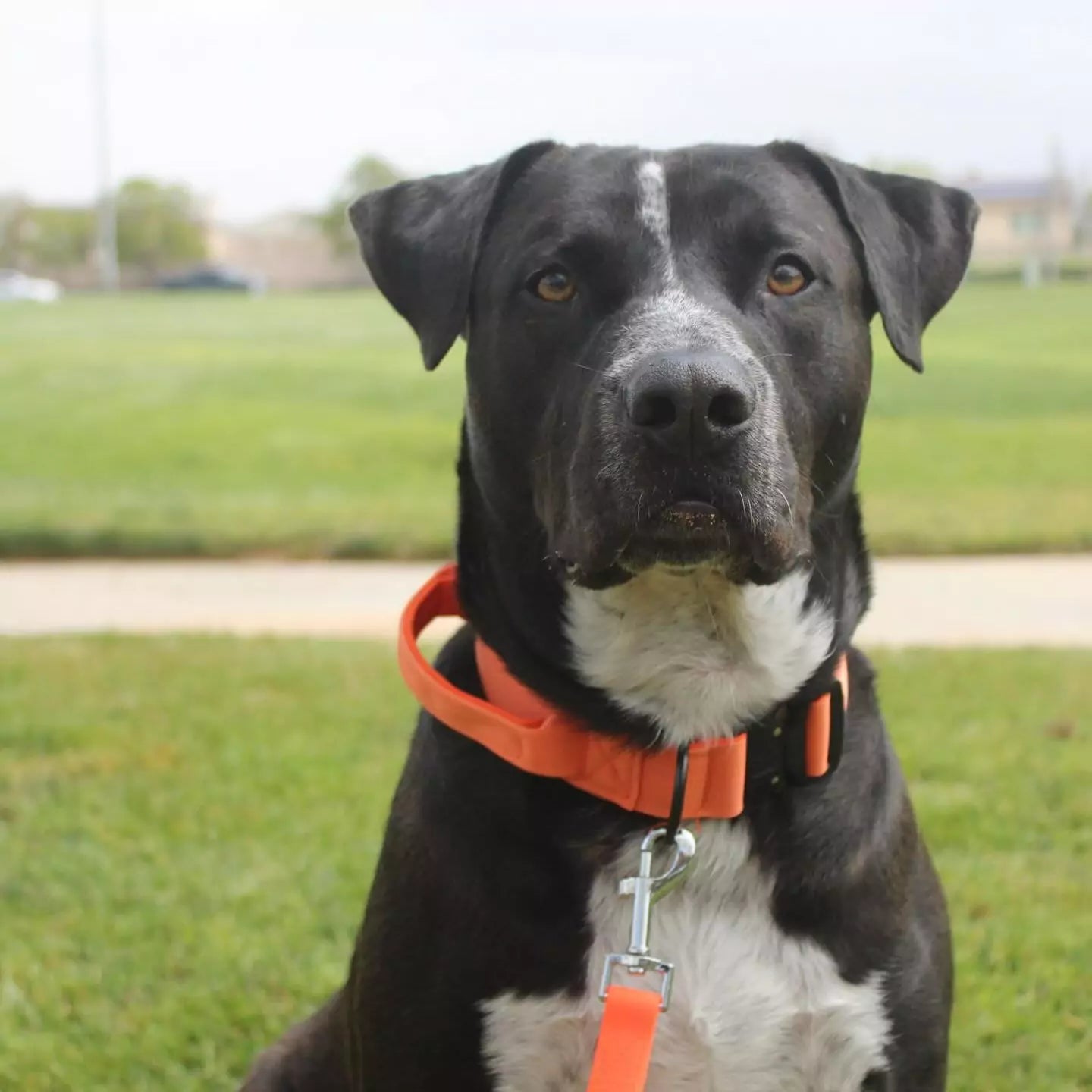 Canine Black Dog Collar V2 Canine Culture