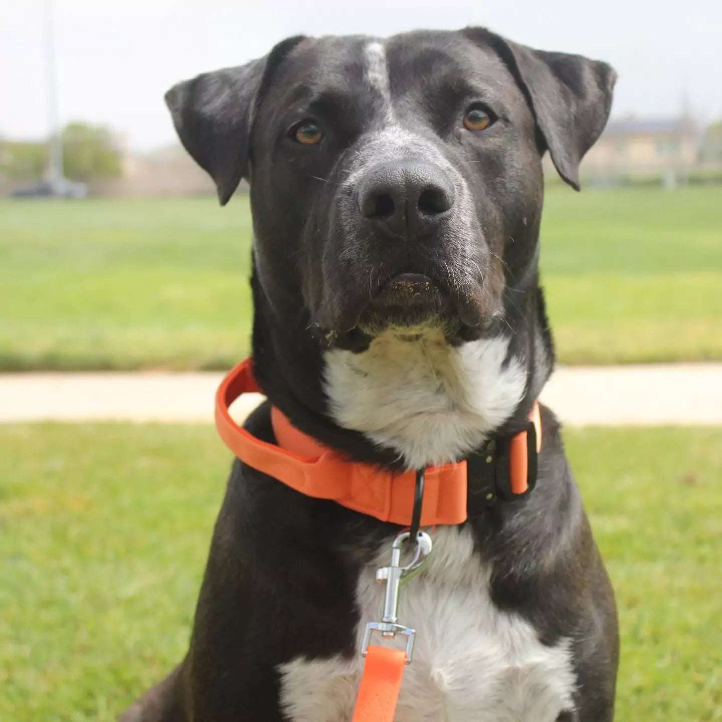 Canine Black Dog Collar V2 Canine Culture