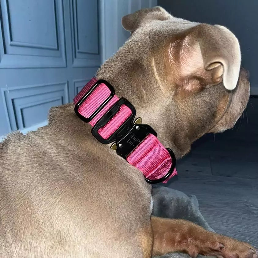 Canine Black Dog Collar V2 Canine Culture