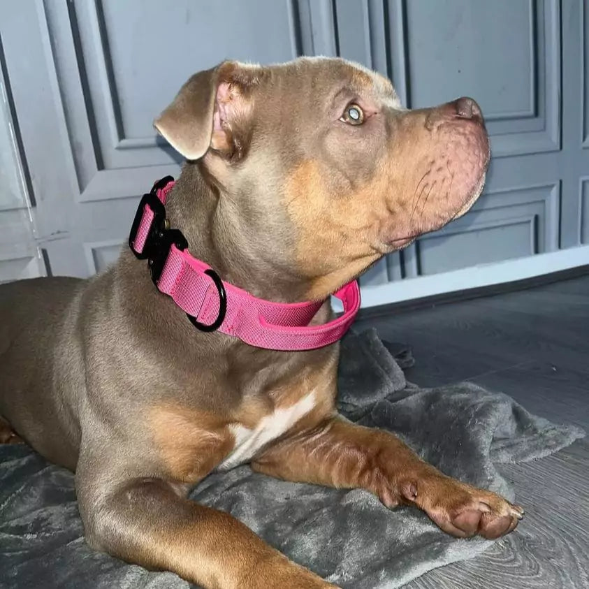 Canine Dog Collar V2