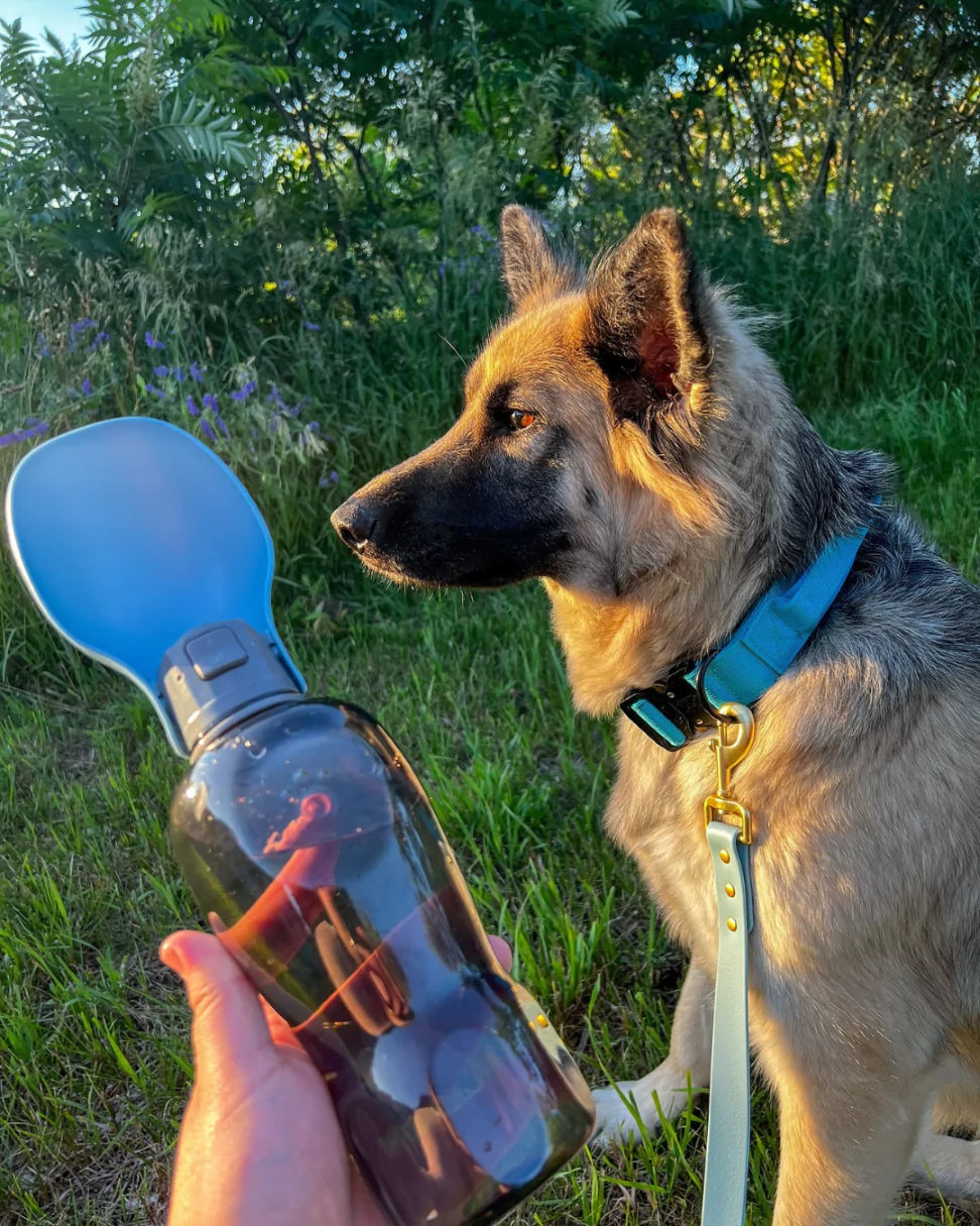 canine culture dog accessories