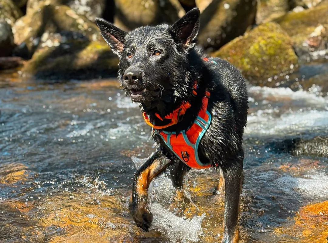 dog harnesses